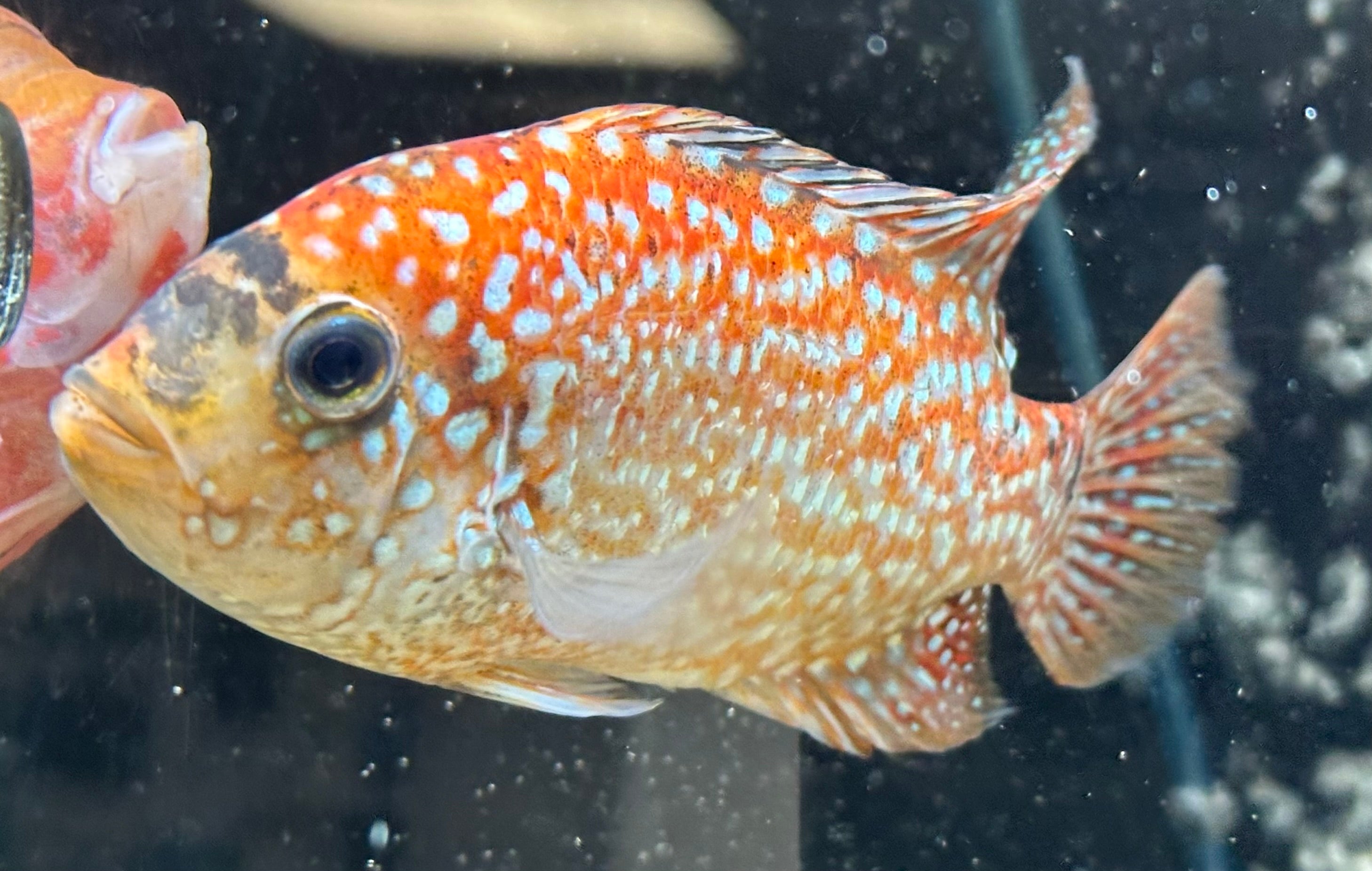 Red Texas Cichlid(4”)