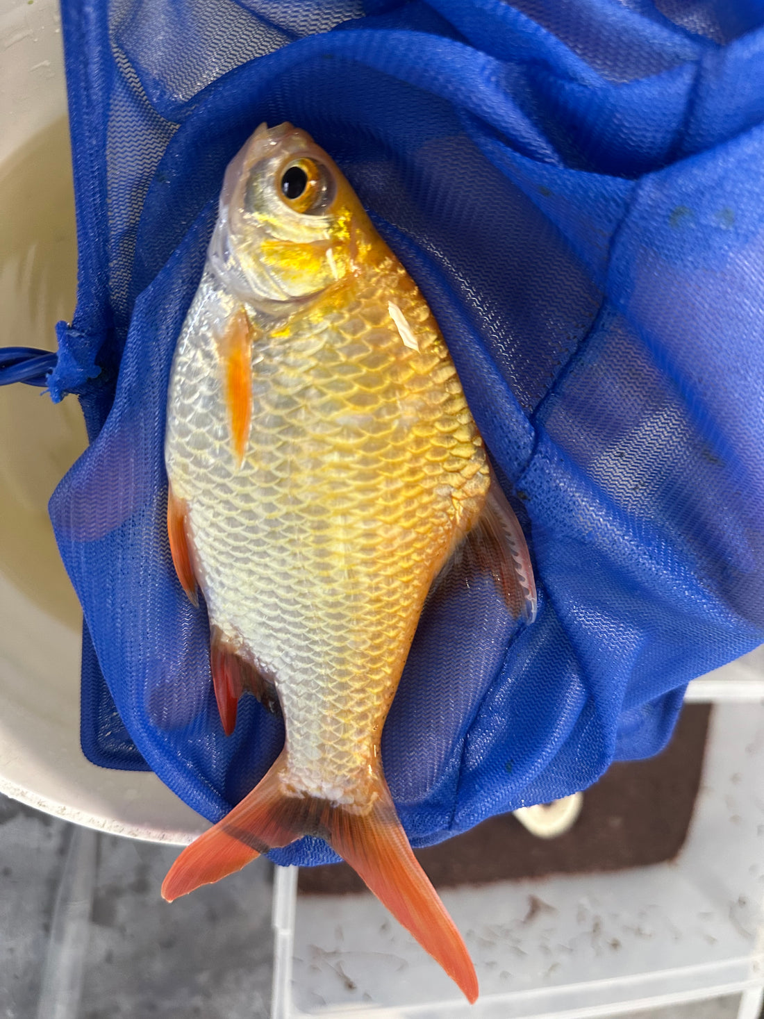 XL Xanthic Tinfoil Barb (6.5-7”)