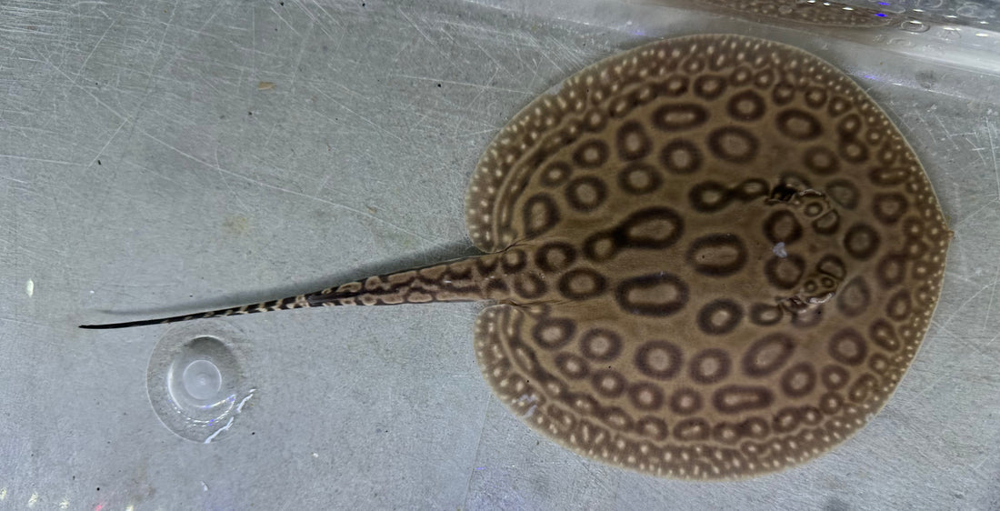 Pearl Stingray (Male 5.5”)