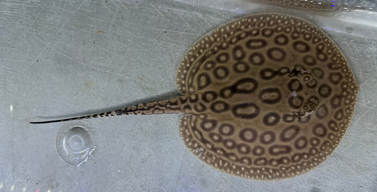 Pearl Stingray (Male 5.5”)