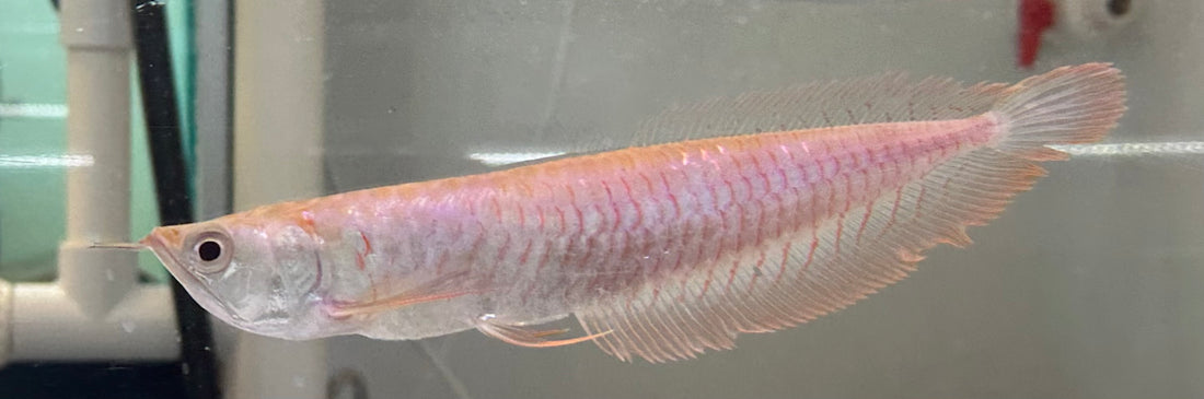 Albino Silver Arowana (7”)