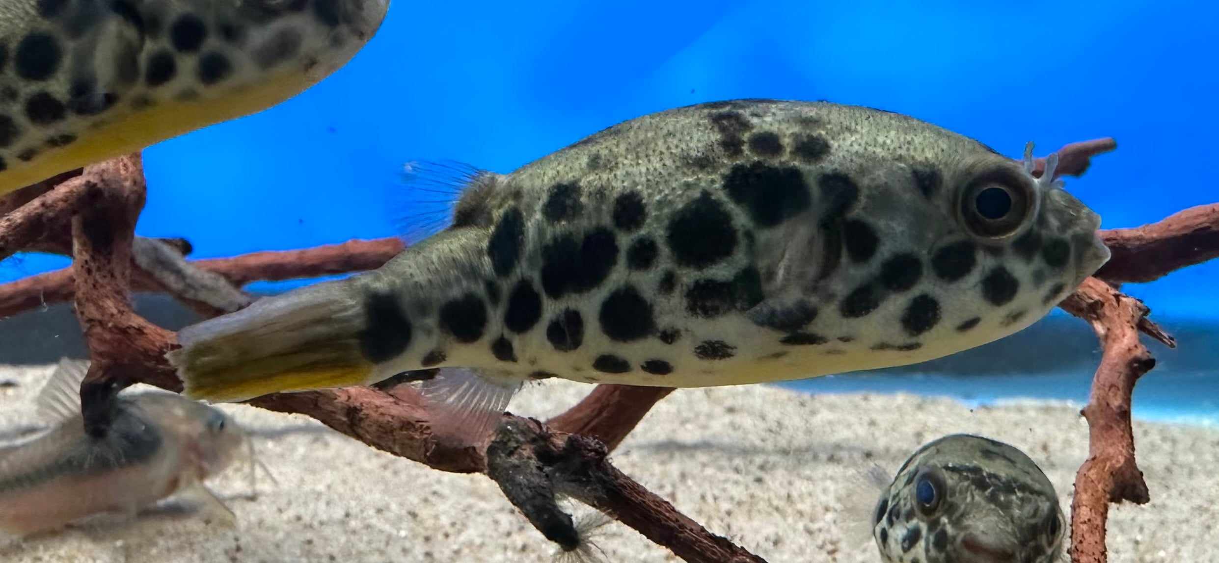 Spotted Congo Puffer (2.5”) – Global Fish Co.