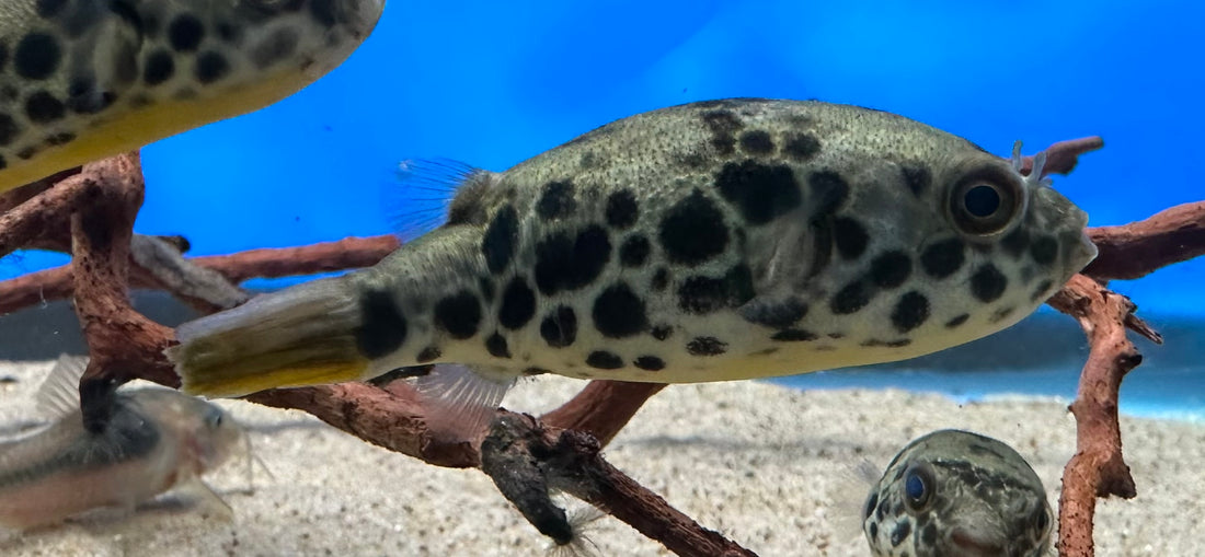 Spotted Congo Puffer (2.5”)