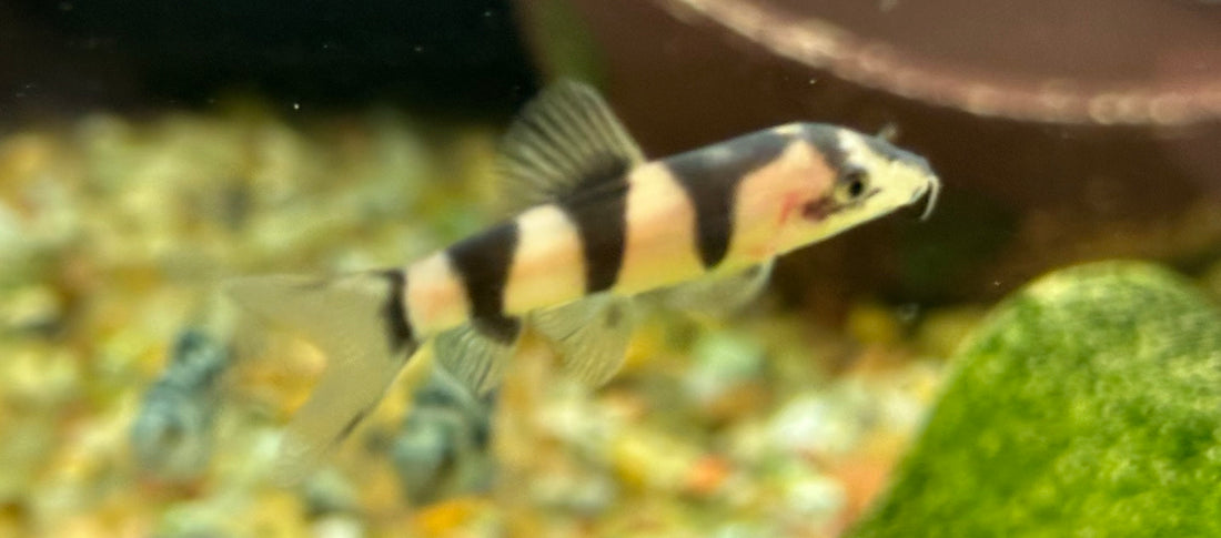 Hybrid Yo Yo x Clown Loach (1.5-1.75”)