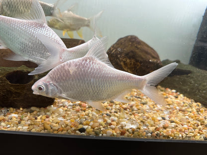 Albino Platinum Tinfoil Barb (6-7”)