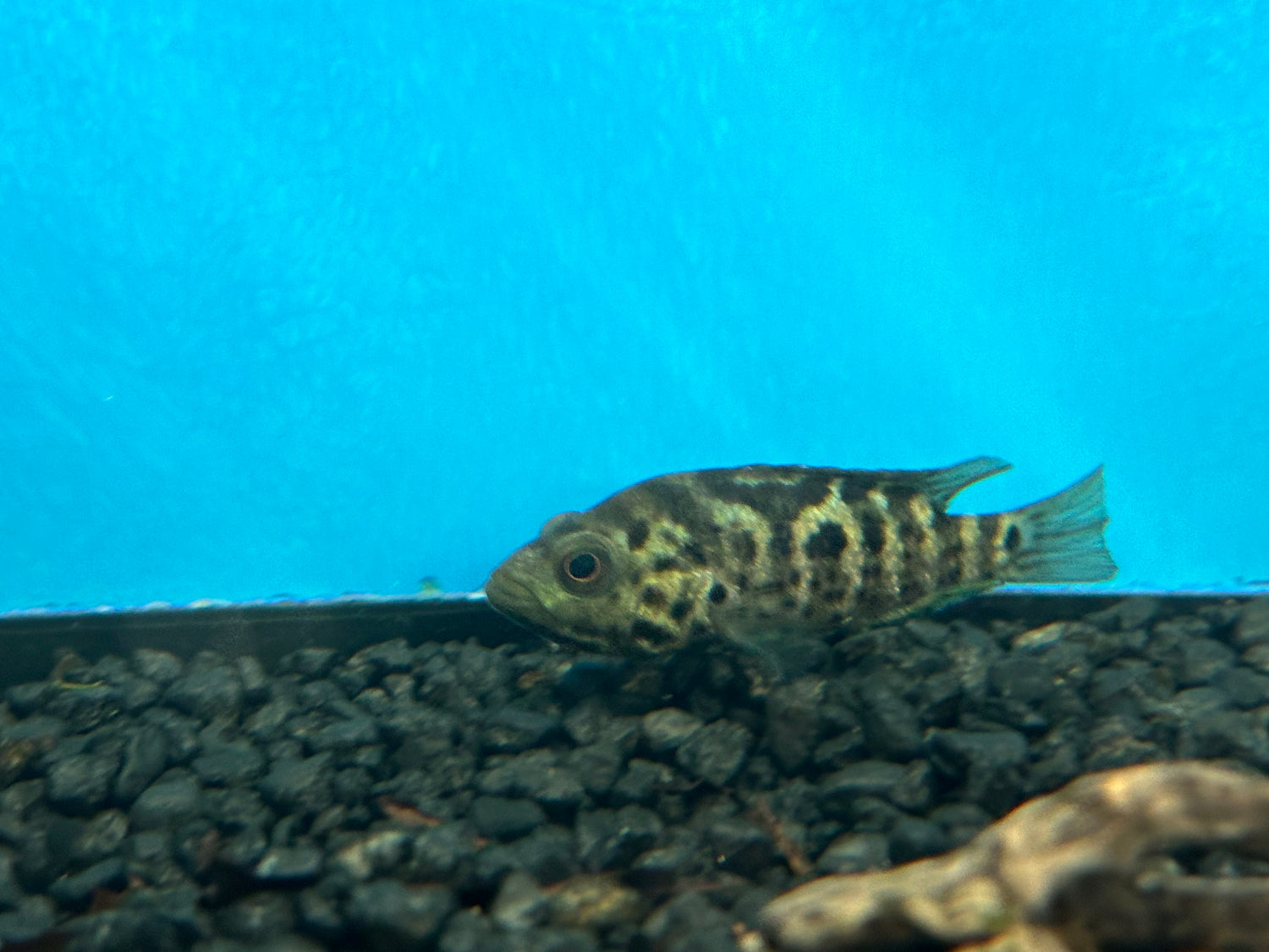 Cuban Cichlid (2.5”)