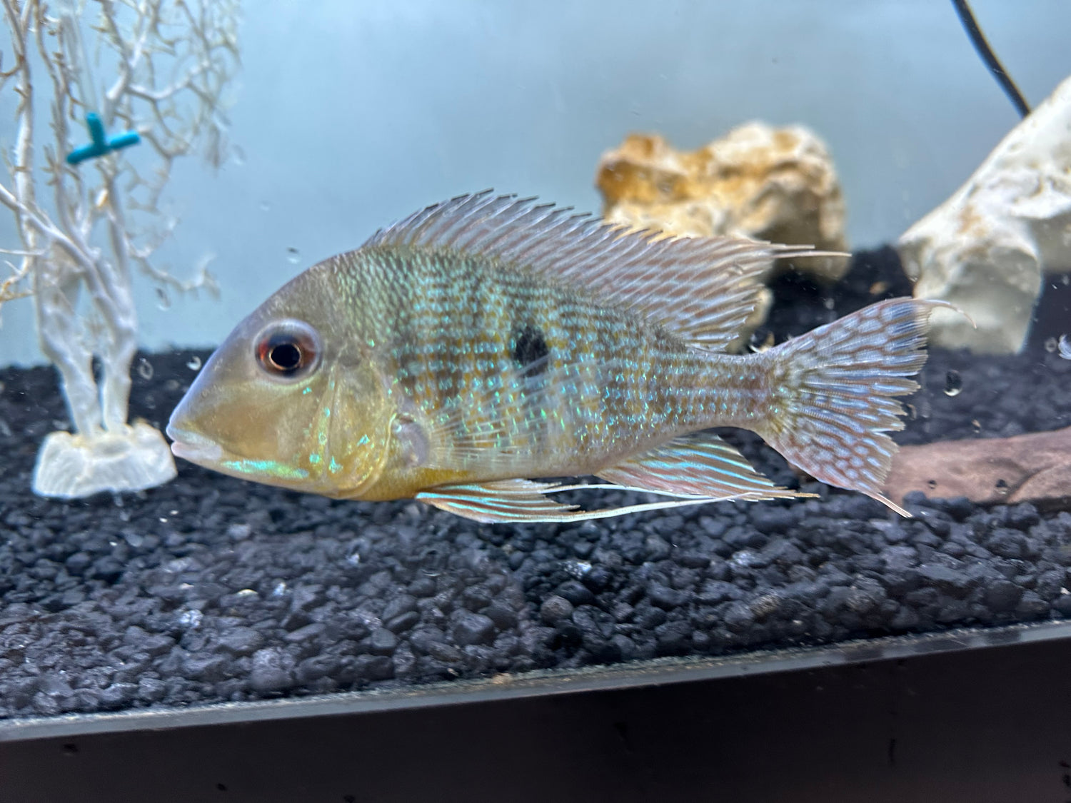 Caqueta Geophagus (5”+)