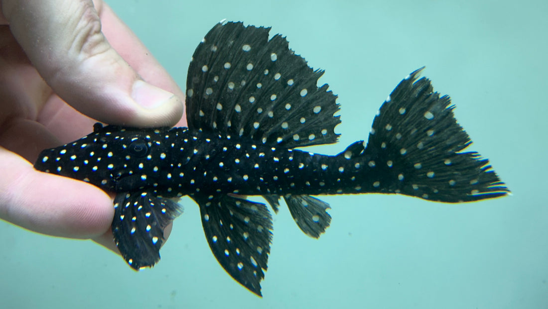 L240 Vampire Pleco (4-5”)
