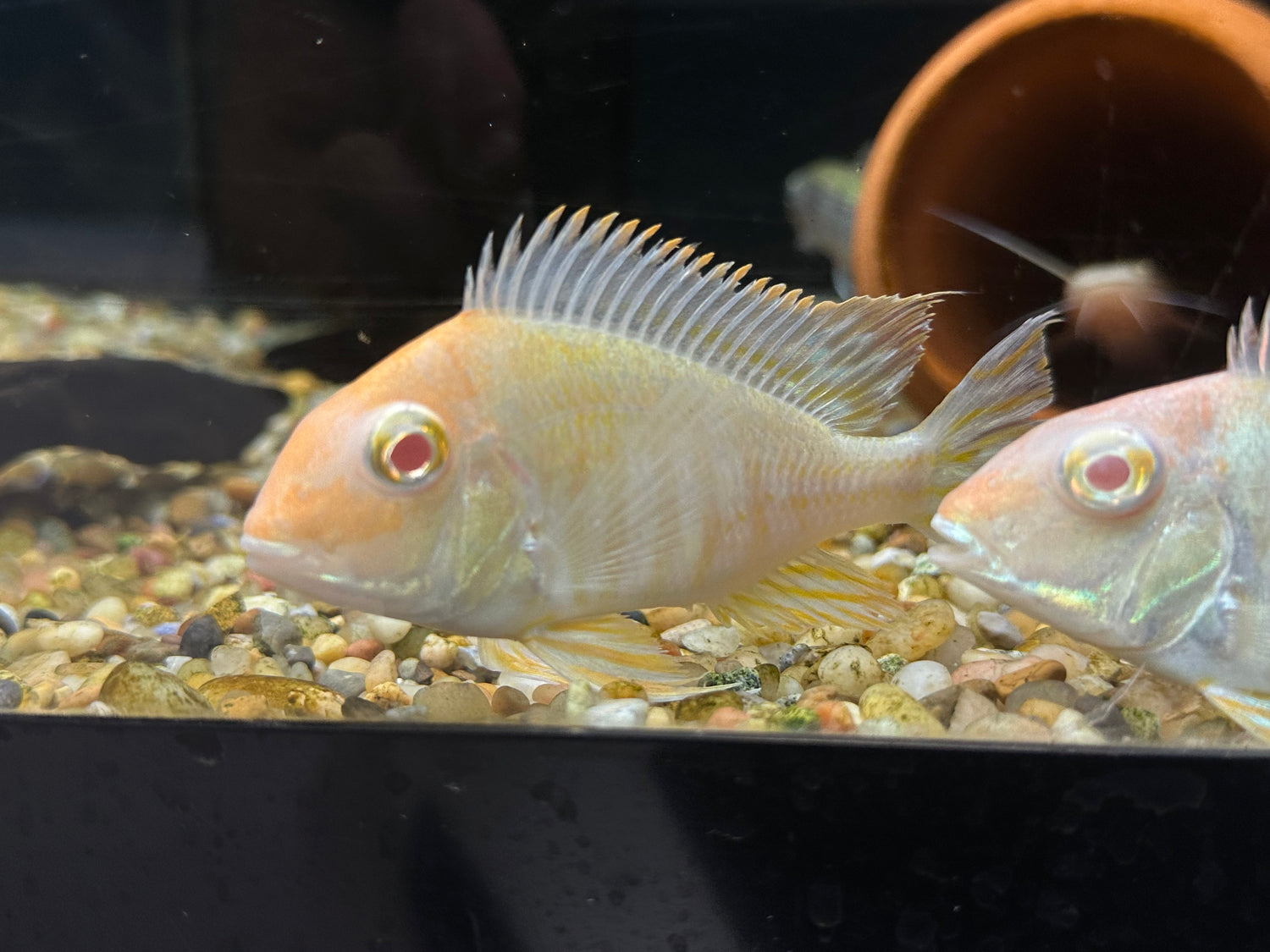 Large Albino Red Head Tapajos Geophagus Cichlid (3-4”)