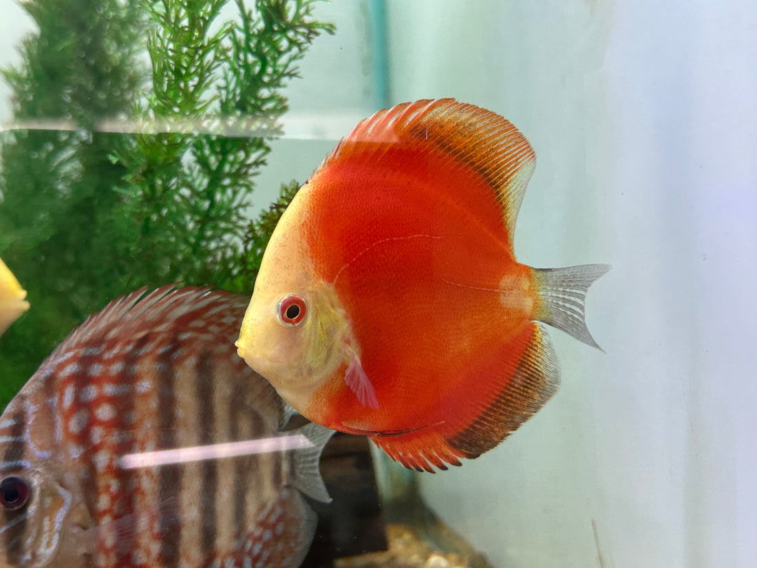 Large Discus (4-4.5”)