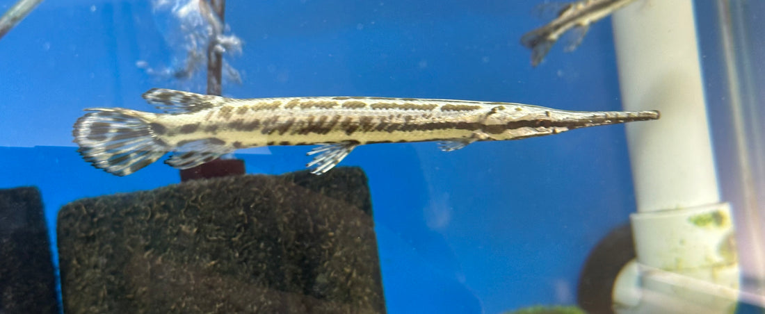 Florida Gar (4-4.5”)