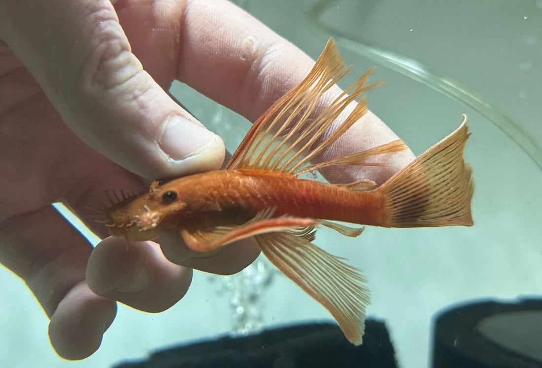 Longfin Super Red Bushynose (3.5-4”)