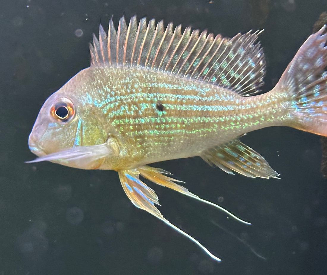 Large Surinamensis Geophagus (4.5-5”)