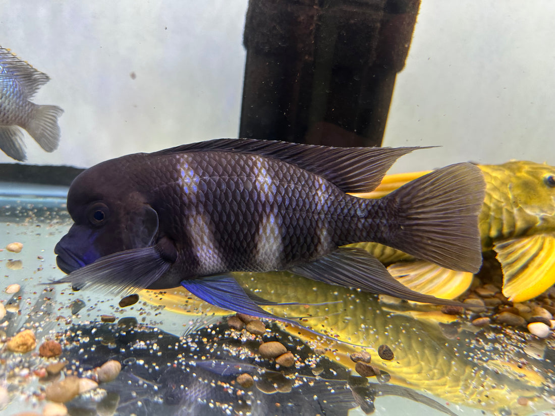 XL Frontosa Cichlid (7.5-8”)
