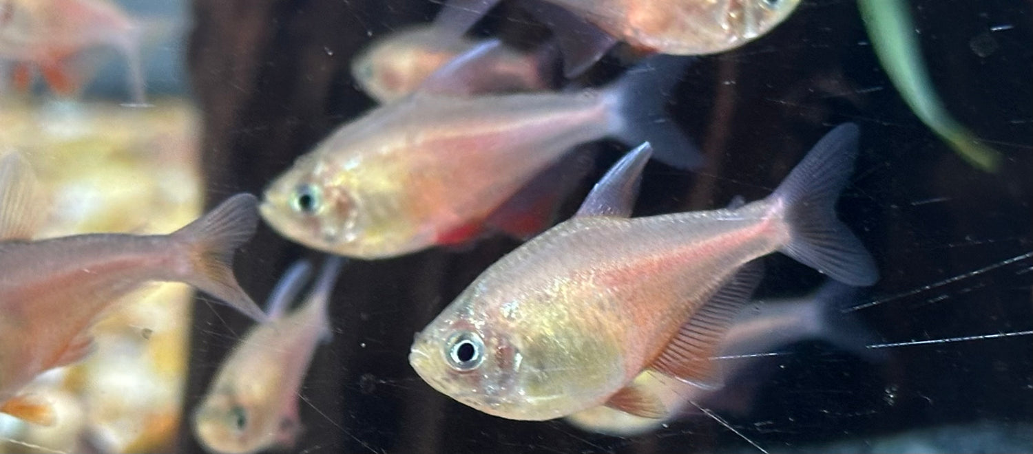 Orange Von Rio Tetra (1.25-1.5”)