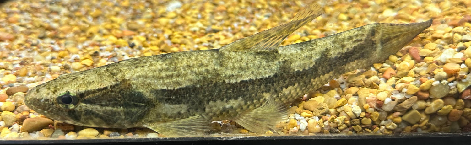 Pez lobo de Malabariscus (8-9”)