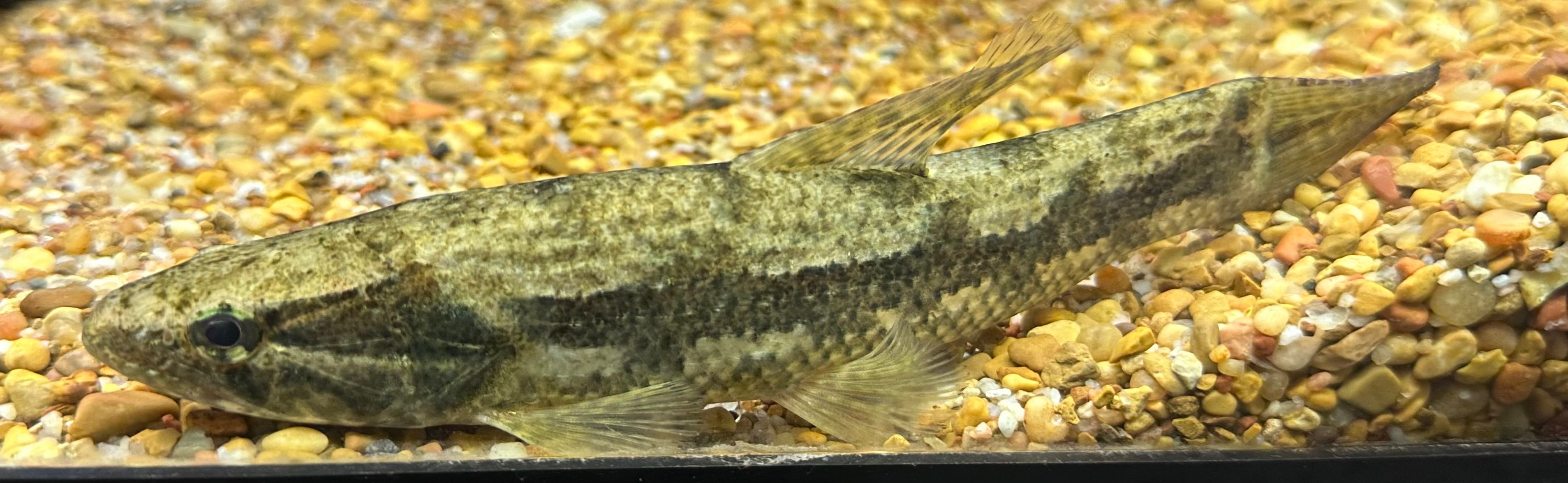 Pez lobo de Malabariscus (8-9”)