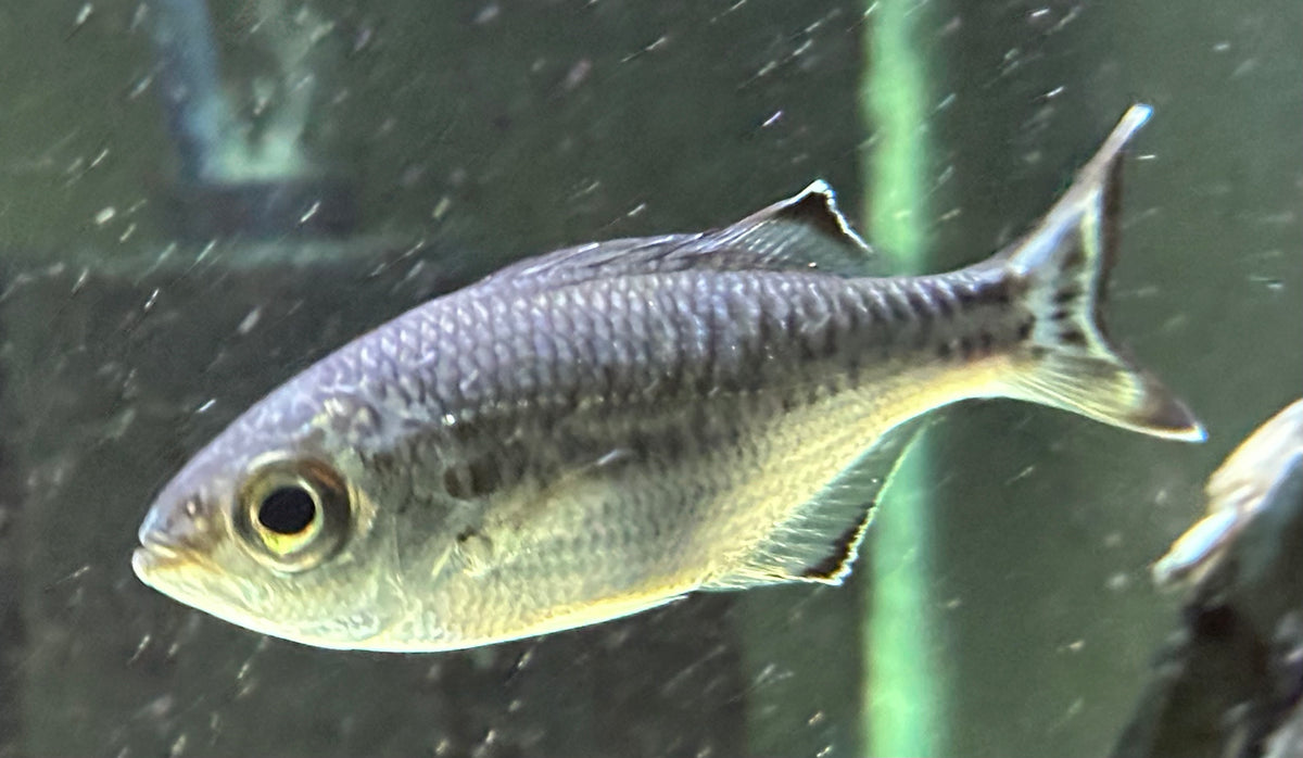 Jungle Perch (3”)