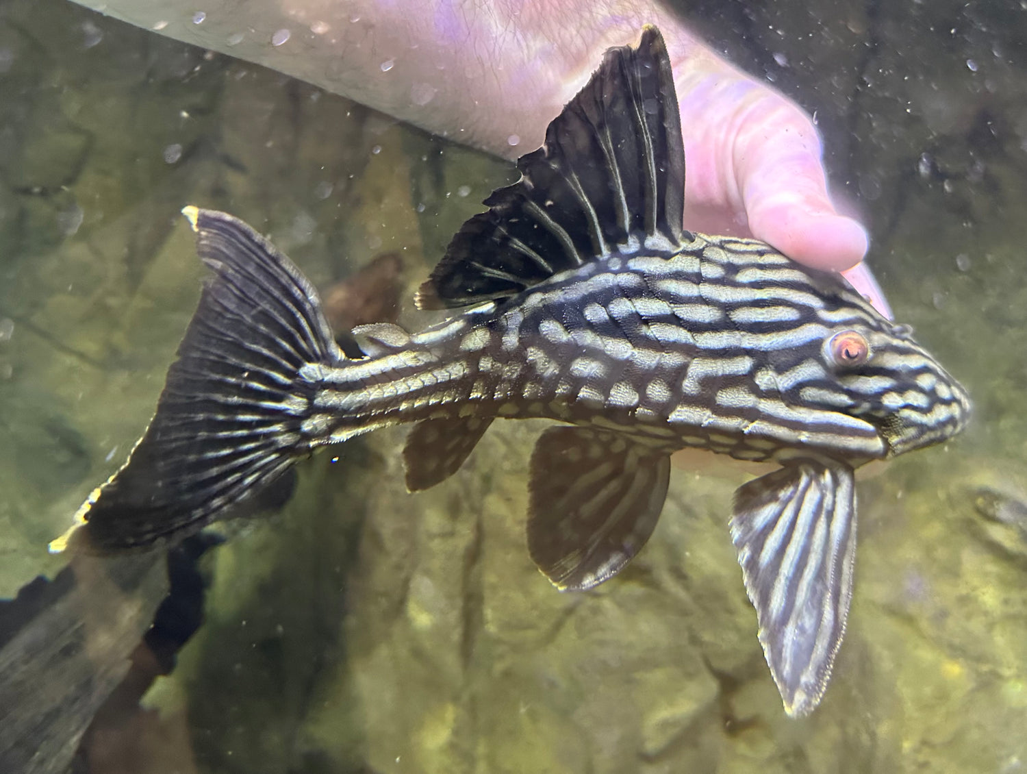 LARGE L330 1/2 Spotted Watermelon Pleco (8”)
