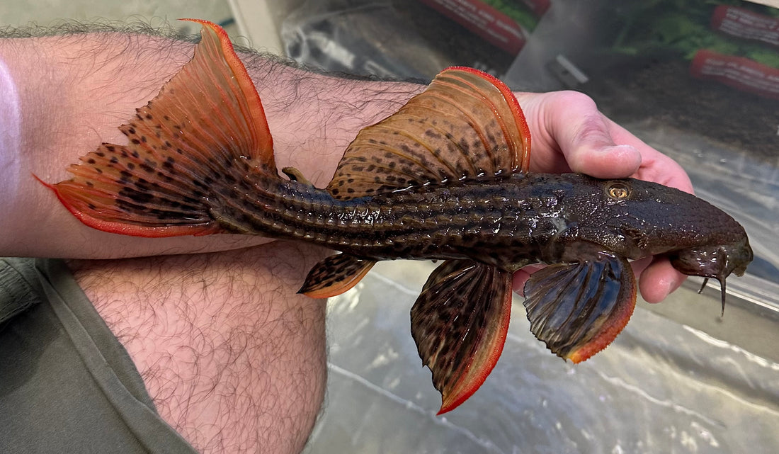 XL L025 7 Pointer Scarlet Cactus Pleco (9-10”)