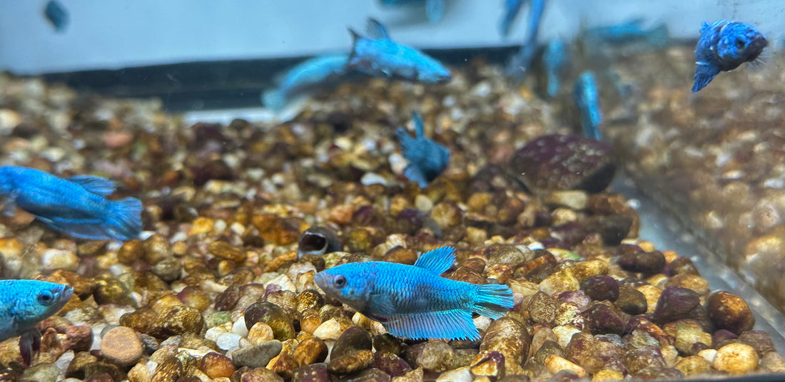 Female Green Dragon Betta (2”)