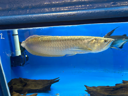 XXL Silver Arowana (22-24”+)