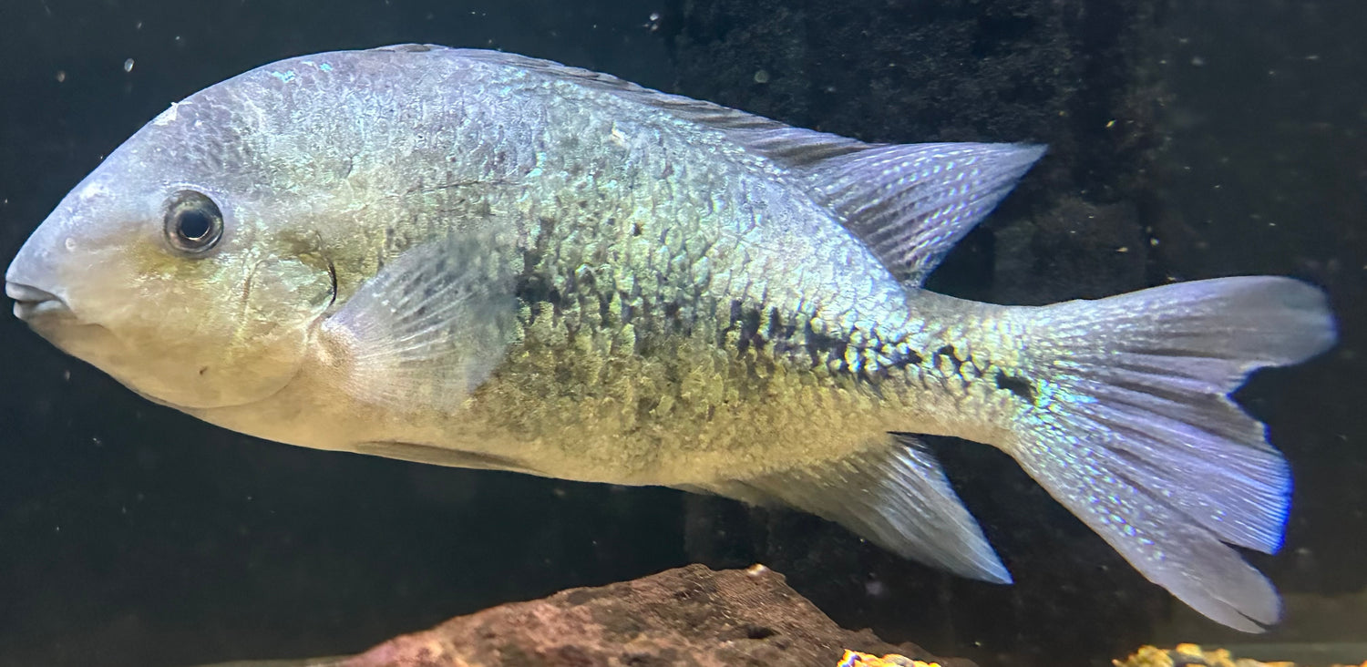 XL Paraneetroplus sp Cichlid (9-10”)