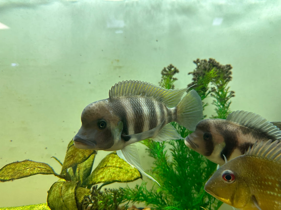 Kingoma 7 Stripe Frontosa (6”+)