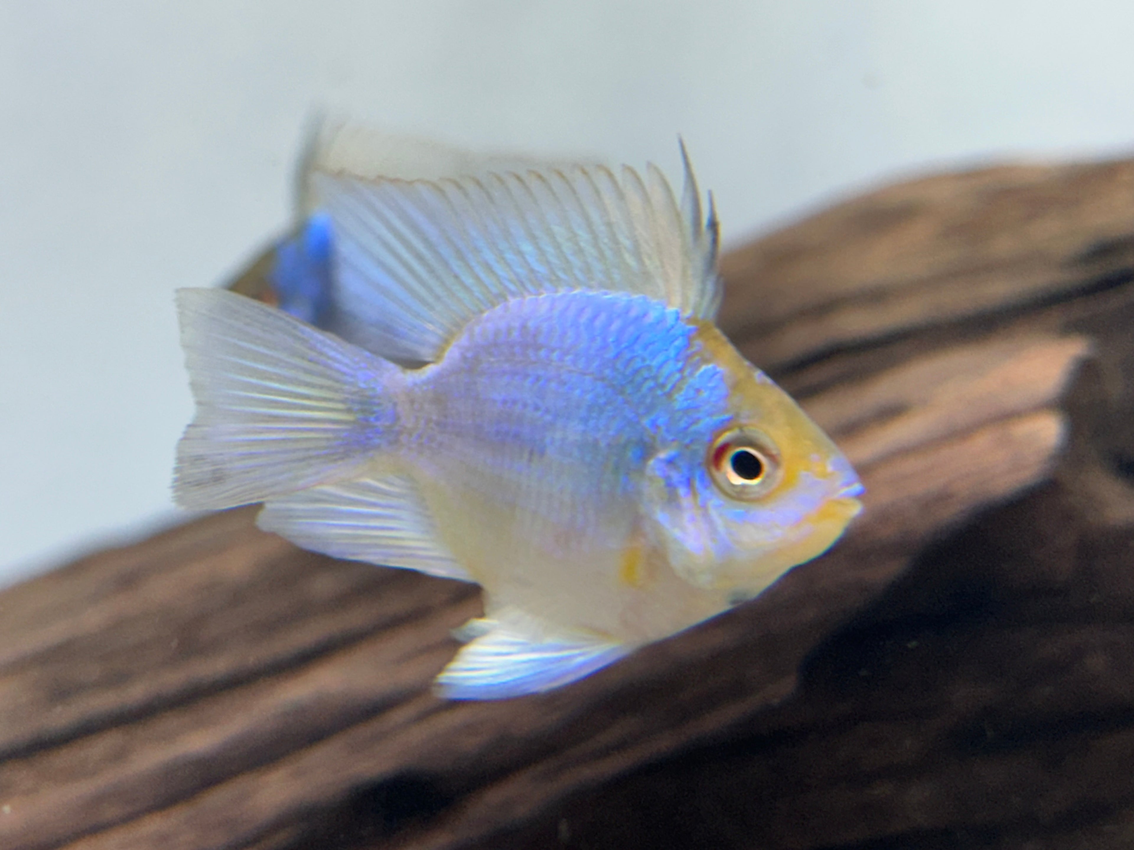 Large Shortbody Electric Blue Ram Cichlid (1.75-2”)