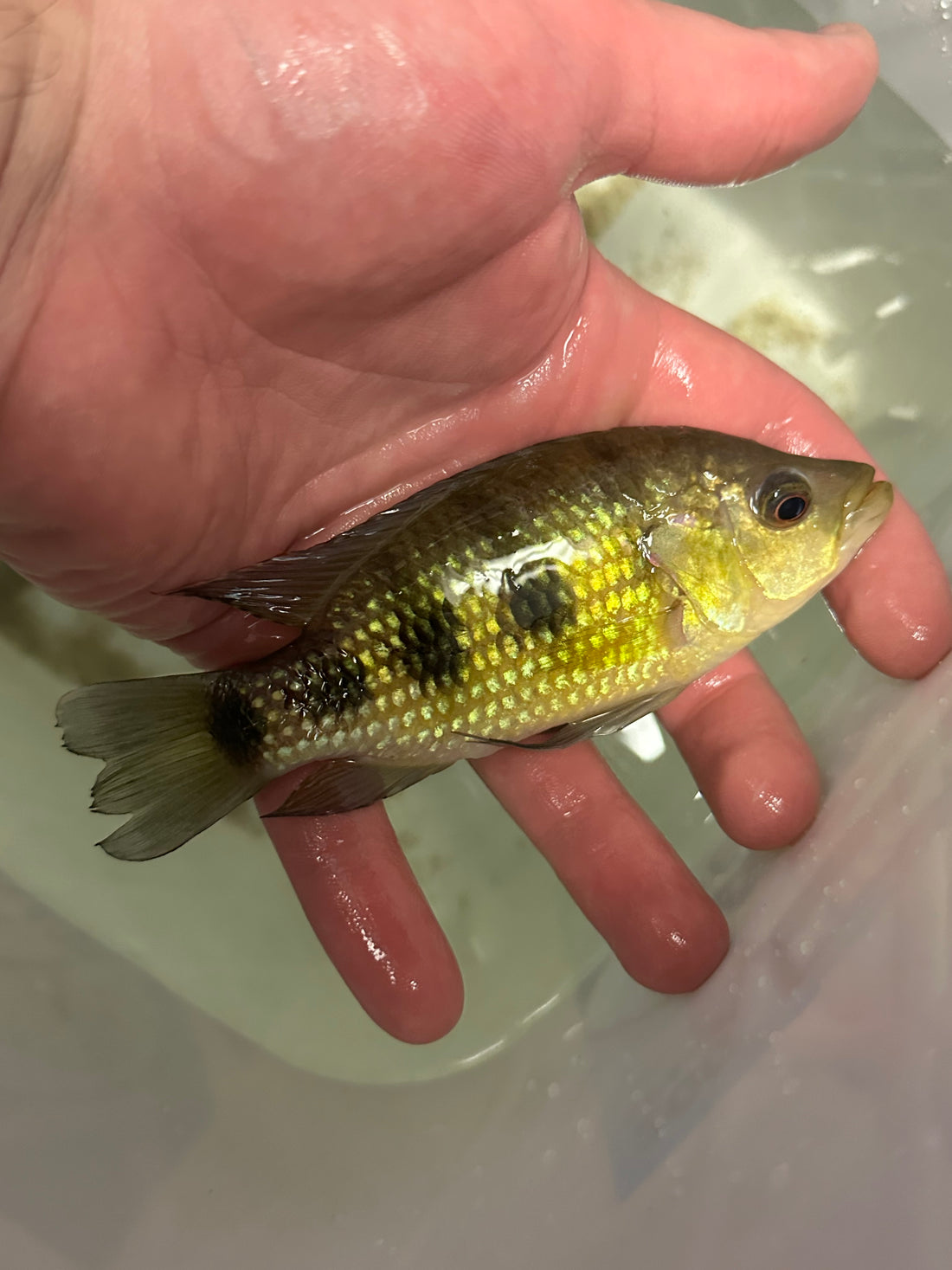 Large 5 Star General Jewel Cichlid (4.5-5”)