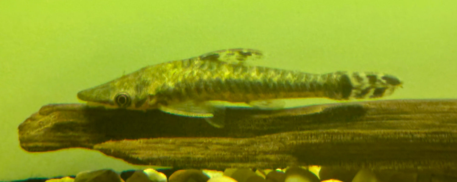 Giant Otocinclus (2-2.5”)