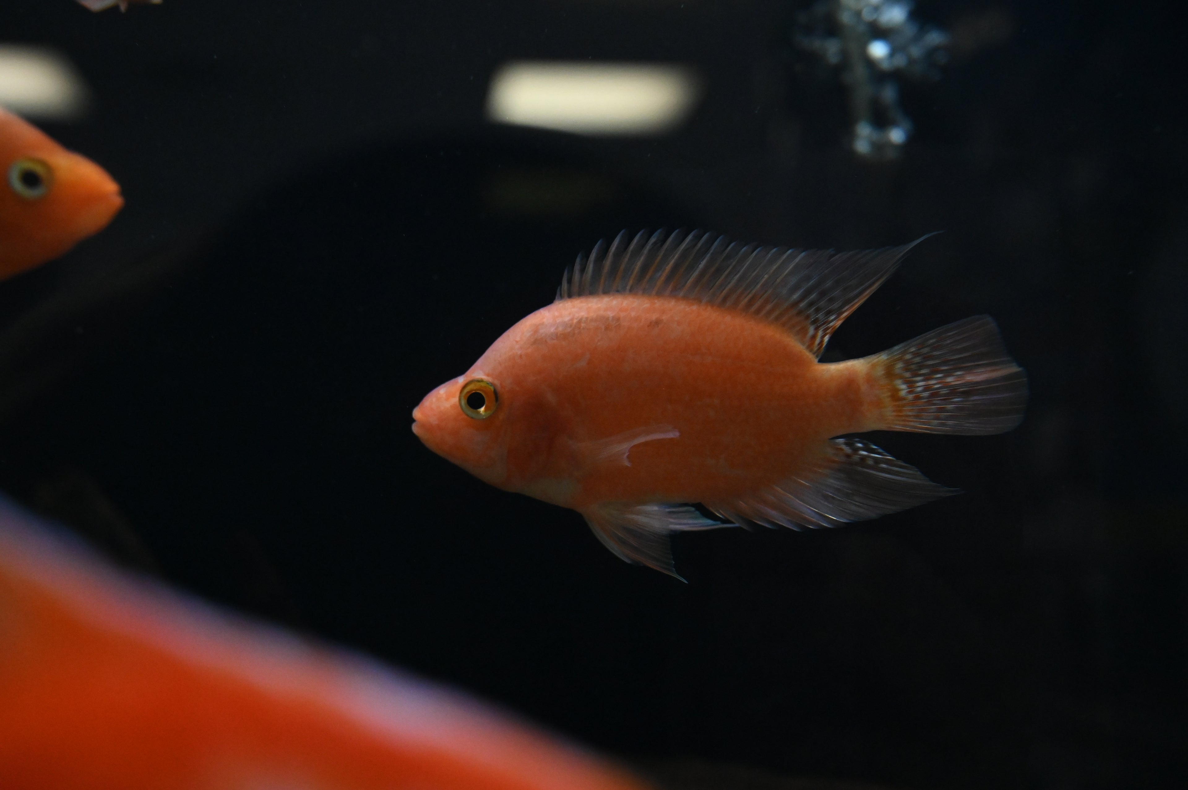 Mammon Hybrid Cichlid (3.5-4”)