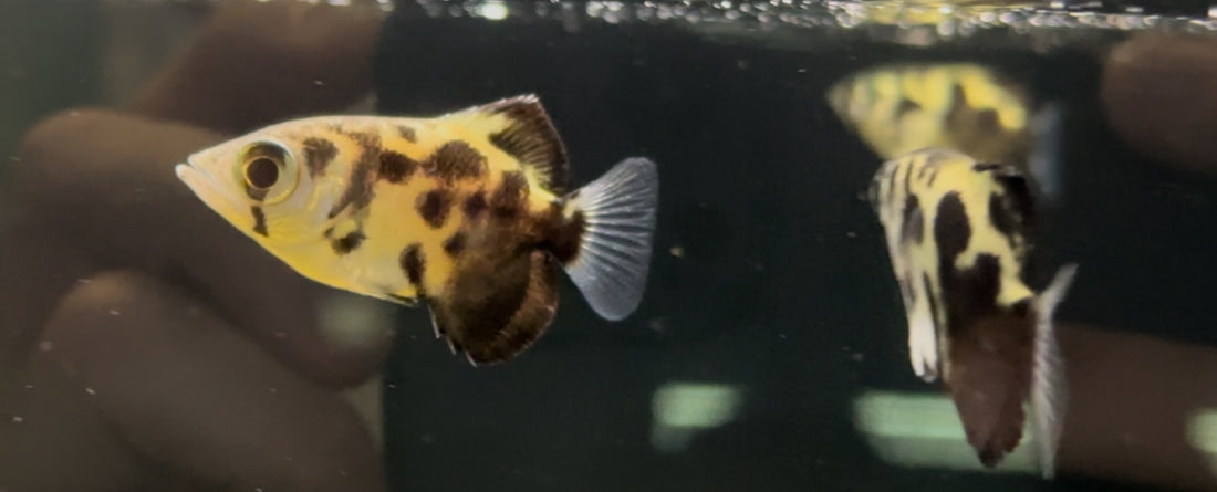 Clouded Archerfish (1.75-2”)