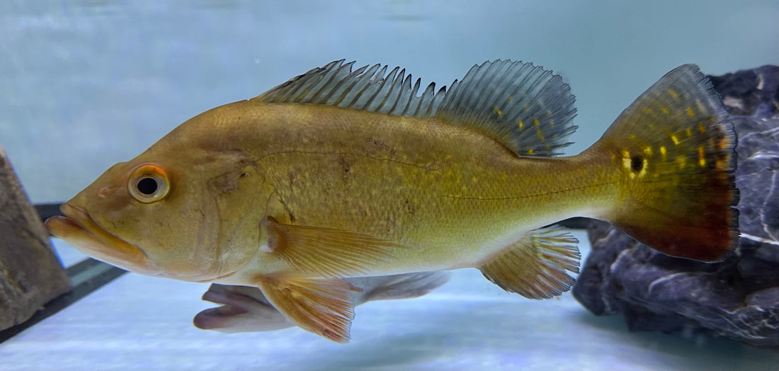 LARGE Kelberi Peacock Bass (9-10”)