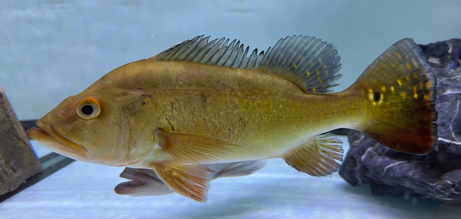 LARGE Kelberi Peacock Bass (9-10”)