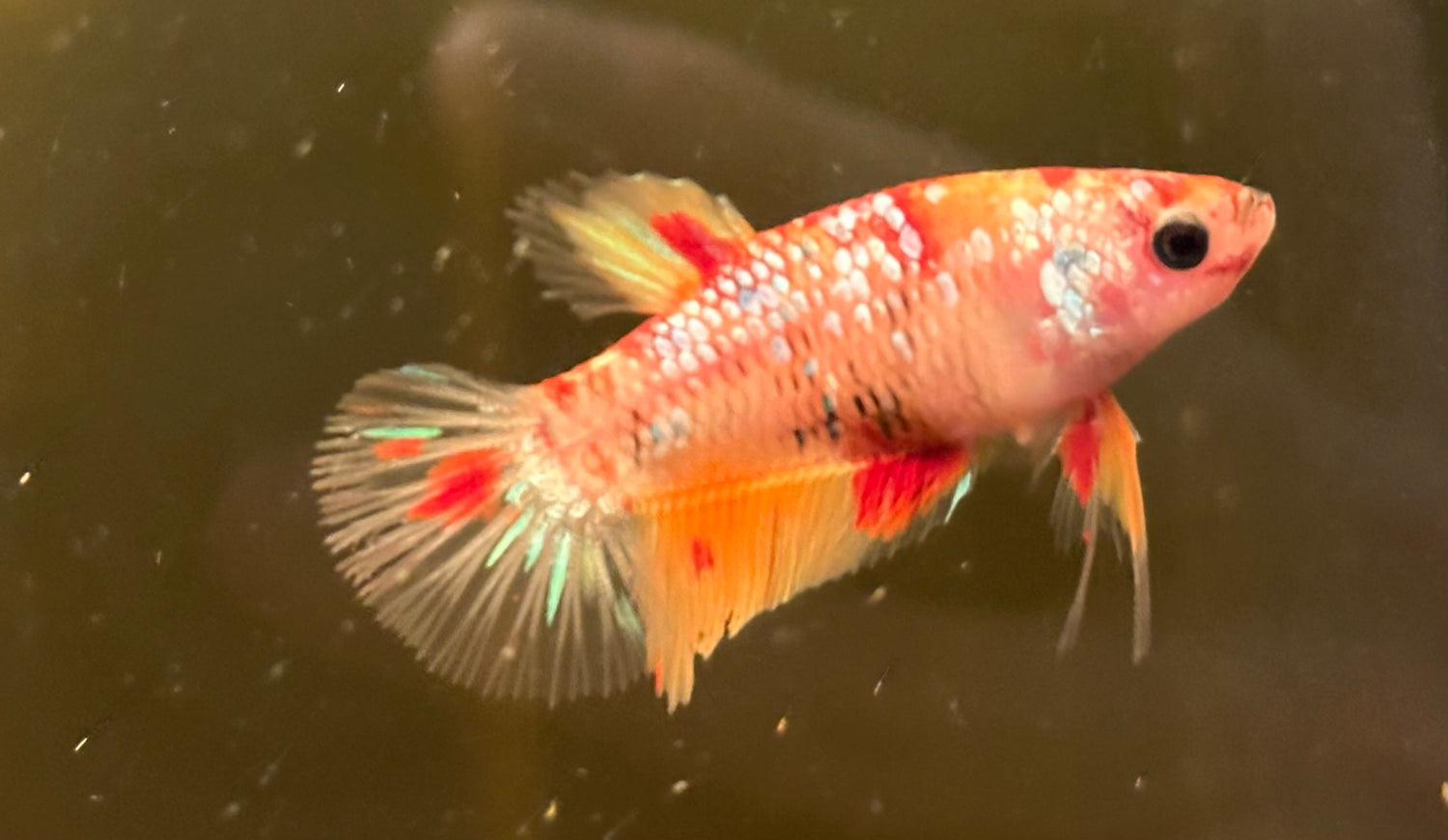 Assorted Koi Female Betta (2”)