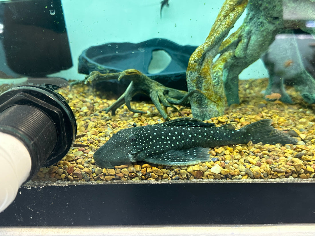 Jumbo L128 Blue Phantom Pleco (7”)