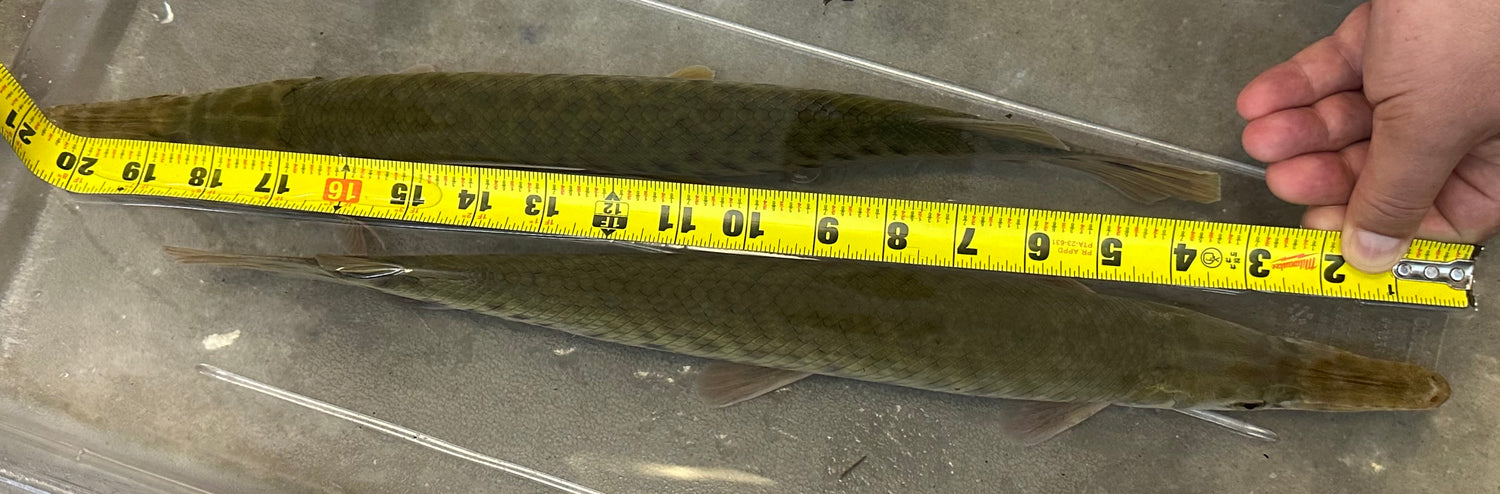 XL Florida Gar (18”+)