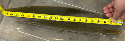 XL Florida Gar (18”+)