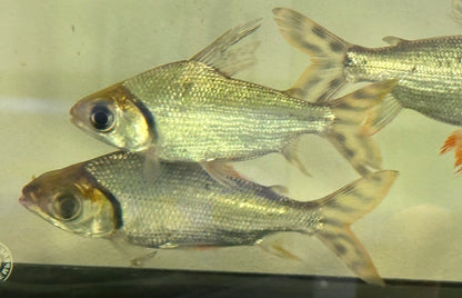 Flagtail Prochilodus (5-5.5”)