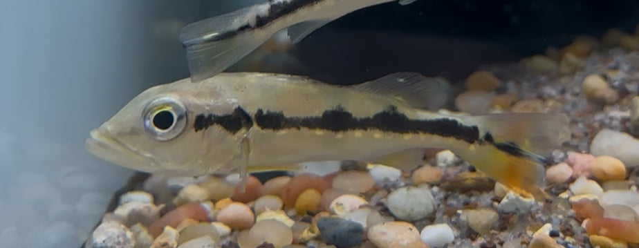 Azul Peacock Bass (2.5-3”)