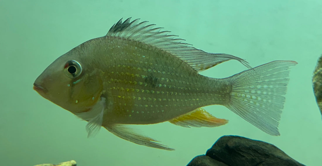 Heckelii Geophagus (5”)
