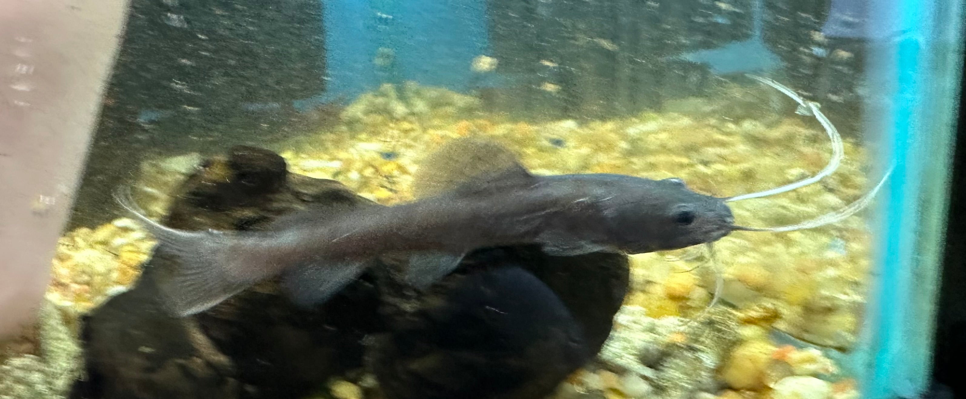 Asian Redtail Catfish (3”)