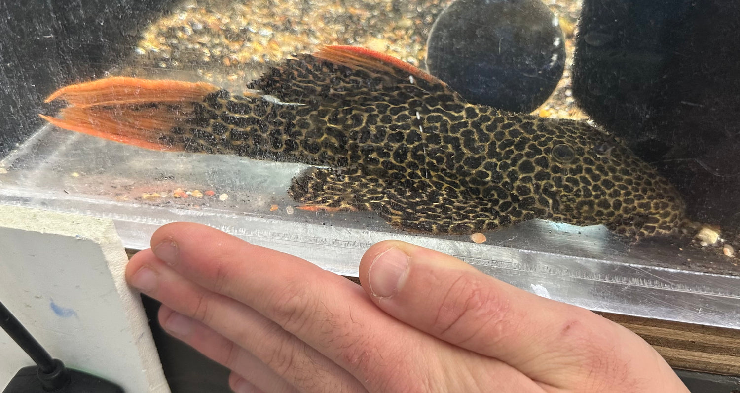LARGER L114 Cactus Pleco (7.5-8”)