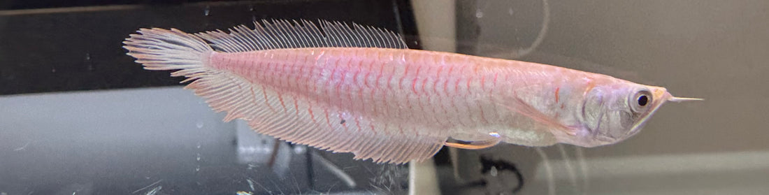 Albino Silver Arowana (7”)