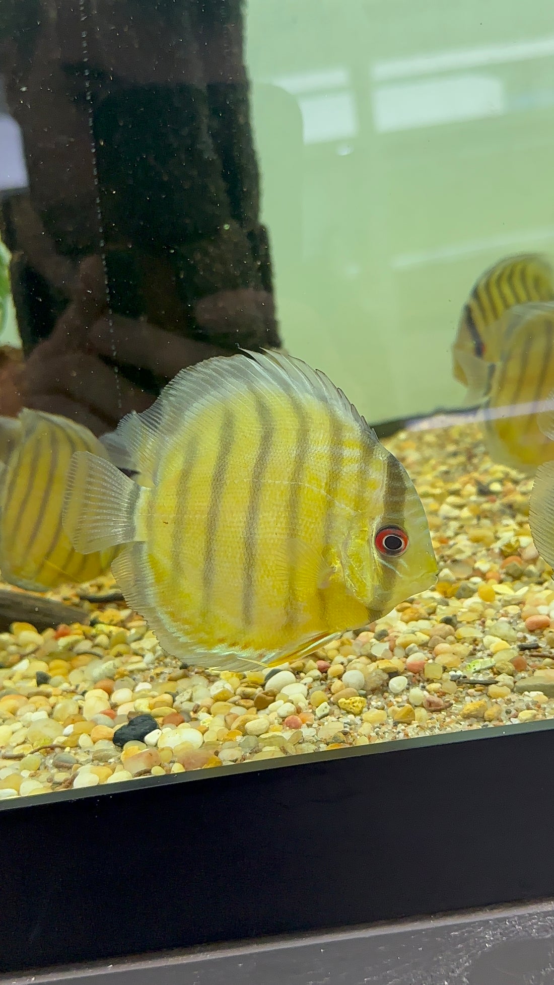 Wild Caught Peru Discus (3”)