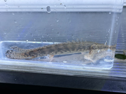 Ansorgii Polypterus (5”+)