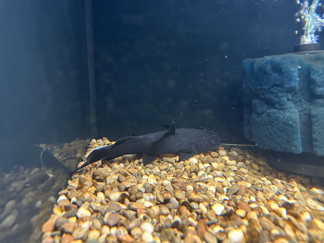 Black Devil Wyckii Catfish (7-8”)