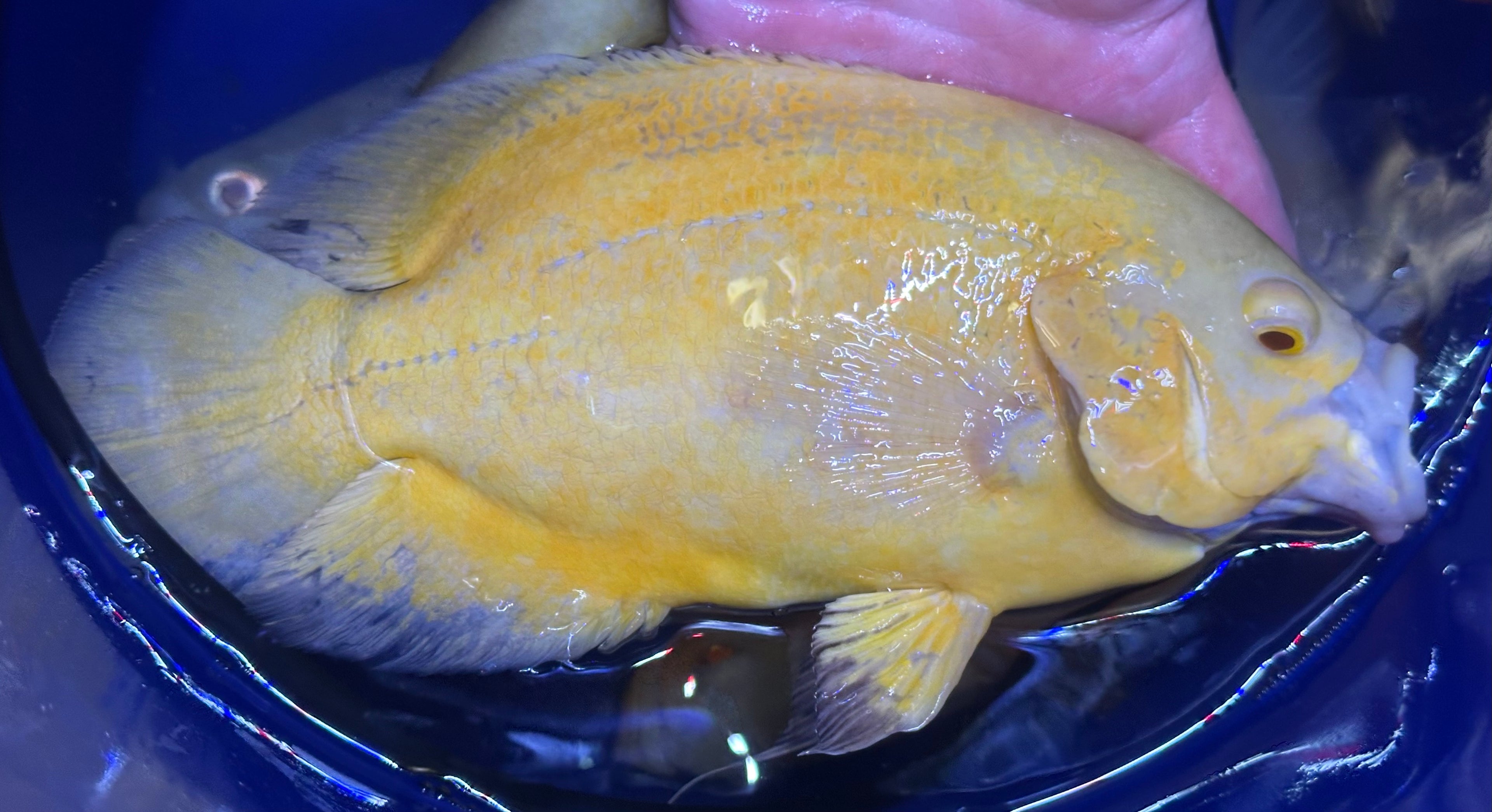 XL Lemon Oscar (7-8”)