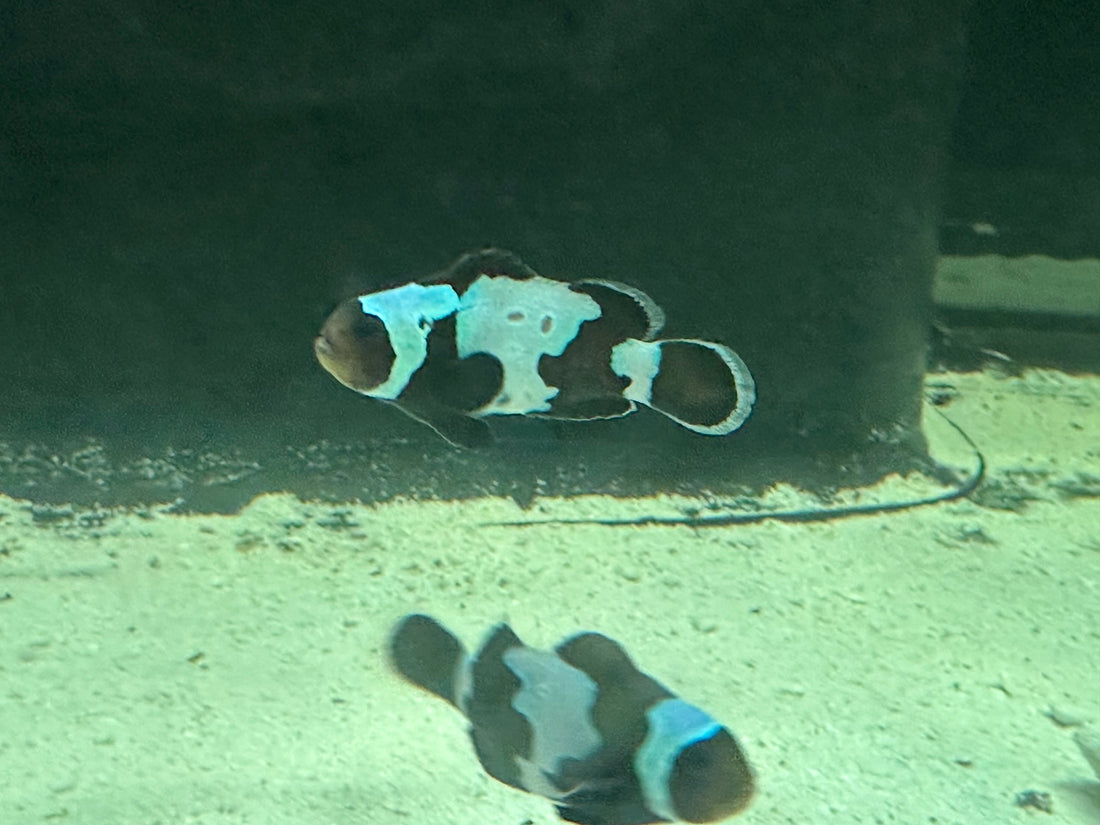 Black Snowflake Clown Fish (1-1.25”)